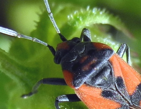 Lygaeidae:  Lygaeus equestris